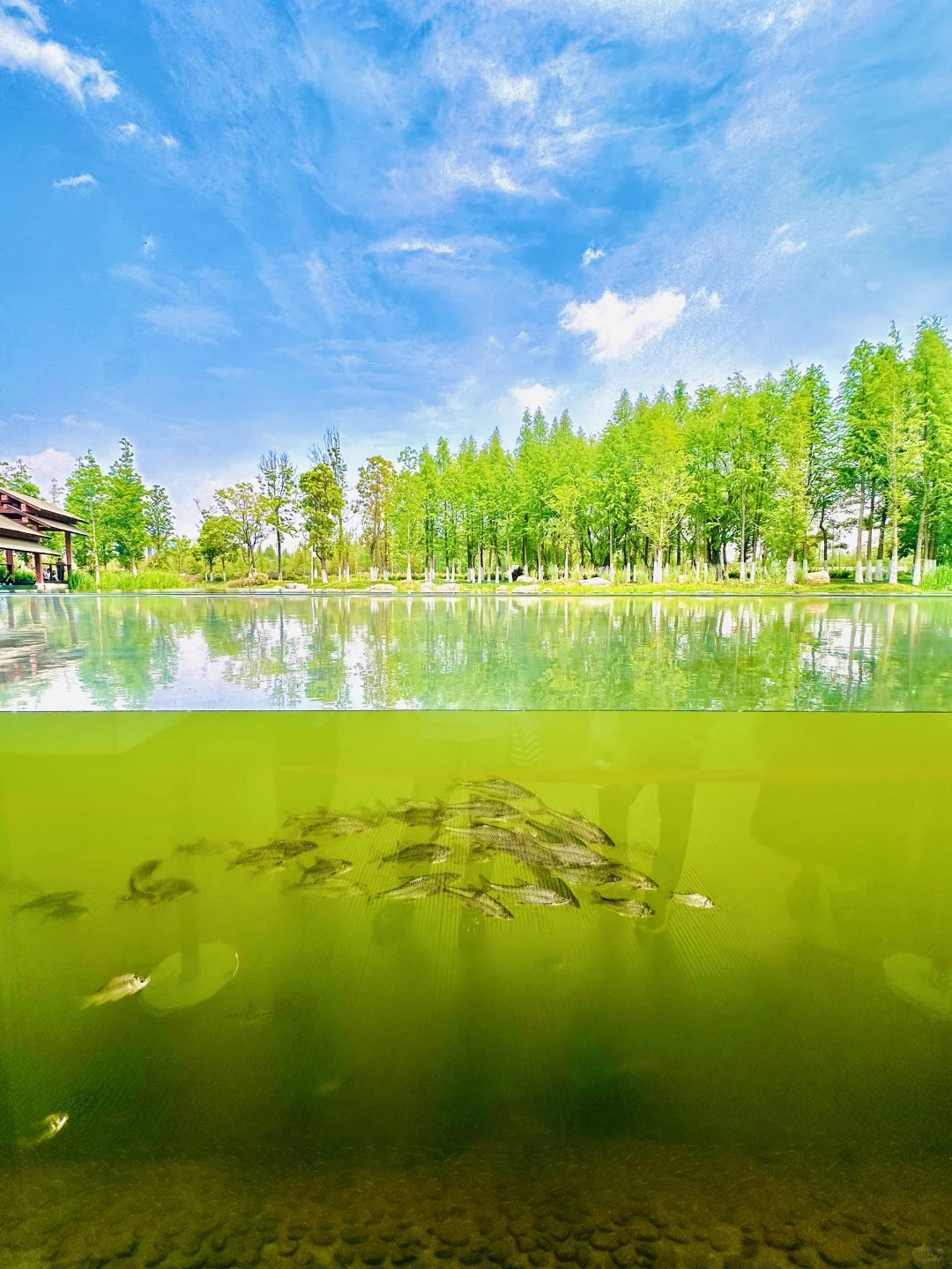 沉水長廊 (8).jpg
